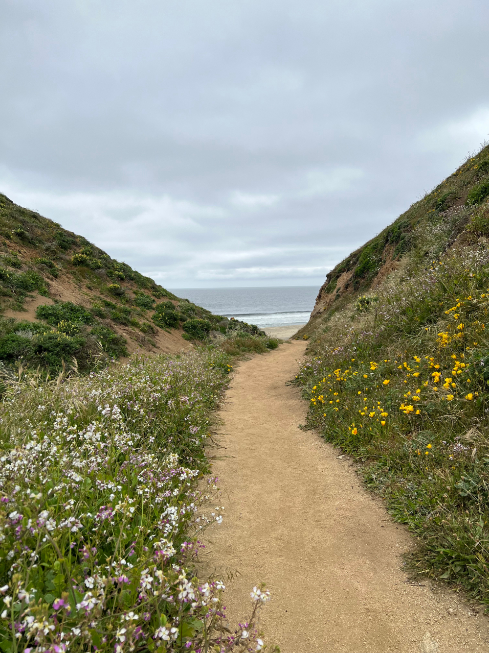 Photograph of a trail in a gully with a glimpse of the beach in the distance on a grey springtime day. There are yellow and white wildflowers on either side of the trail.