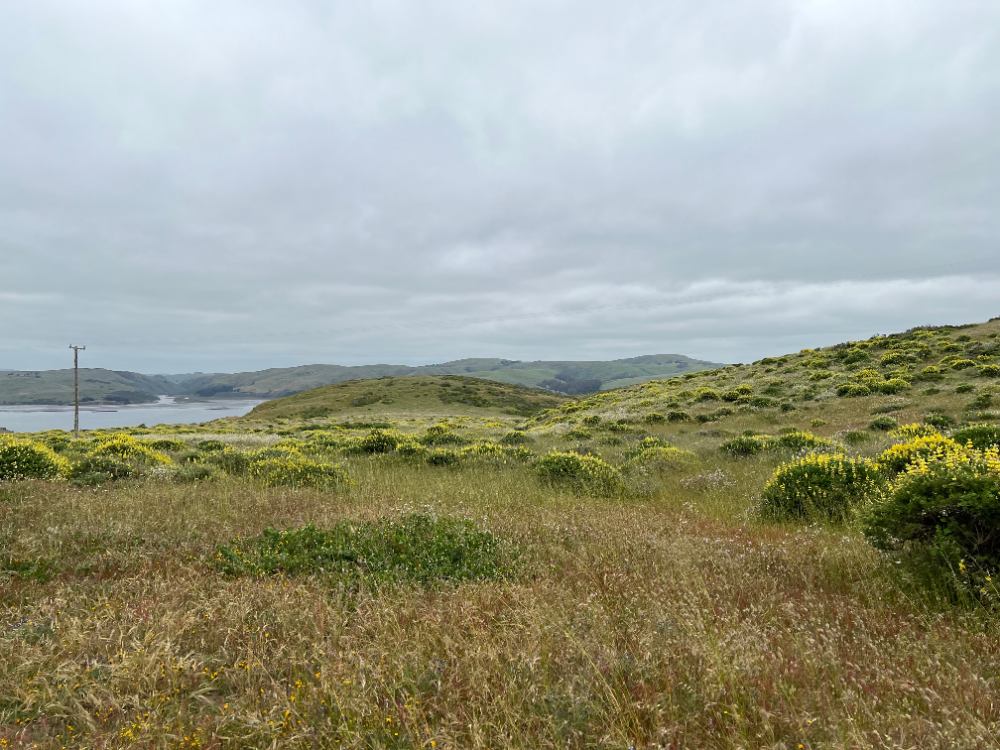 Photograph looking across a wild pasture with clumps of yellow wildflowers under a grey sky.